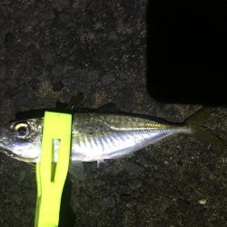 ハマチとメジロ